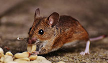24 Hour & Emergency Exterminators in Blue Ridge Sm, PA